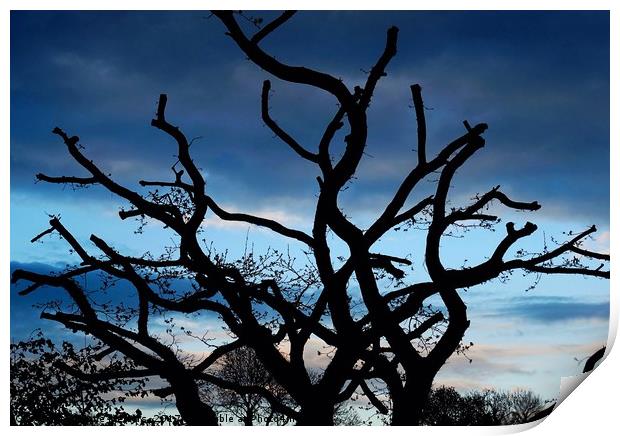      Silhouette of a Tree                          Print by Jane Metters