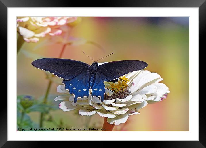 Spicebush Swallowtail Framed Mounted Print by Frankie Cat