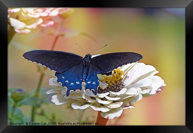 Spicebush Swallowtail Framed Print by Frankie Cat