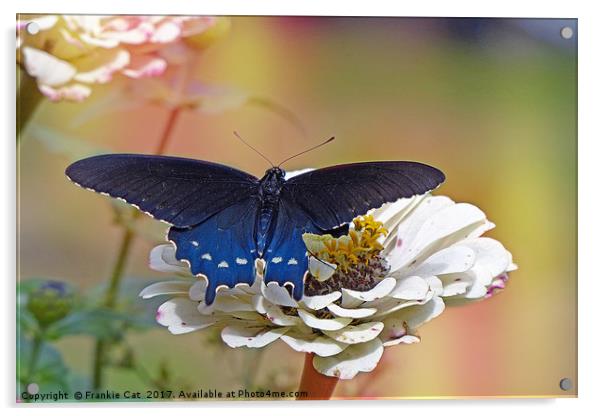 Spicebush Swallowtail Acrylic by Frankie Cat