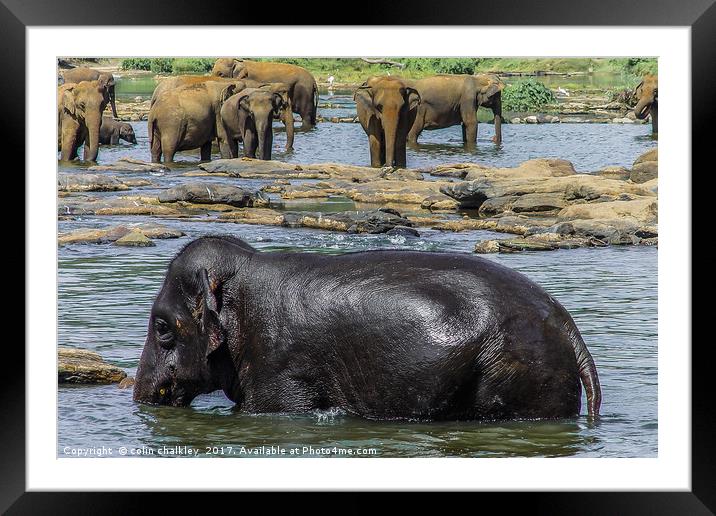  Elephants in Sri Lanka Framed Mounted Print by colin chalkley