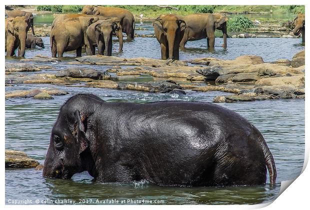  Elephants in Sri Lanka Print by colin chalkley