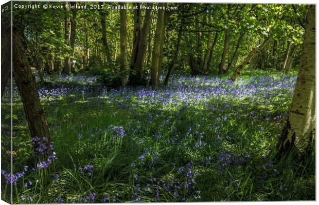 Bluebells Canvas Print by Kevin Clelland