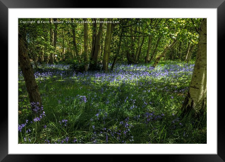 Bluebells Framed Mounted Print by Kevin Clelland
