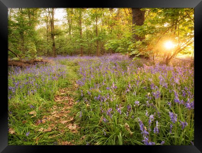 bluebells Framed Print by Jason Thompson