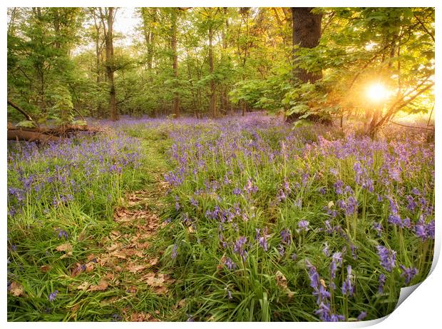 bluebells Print by Jason Thompson