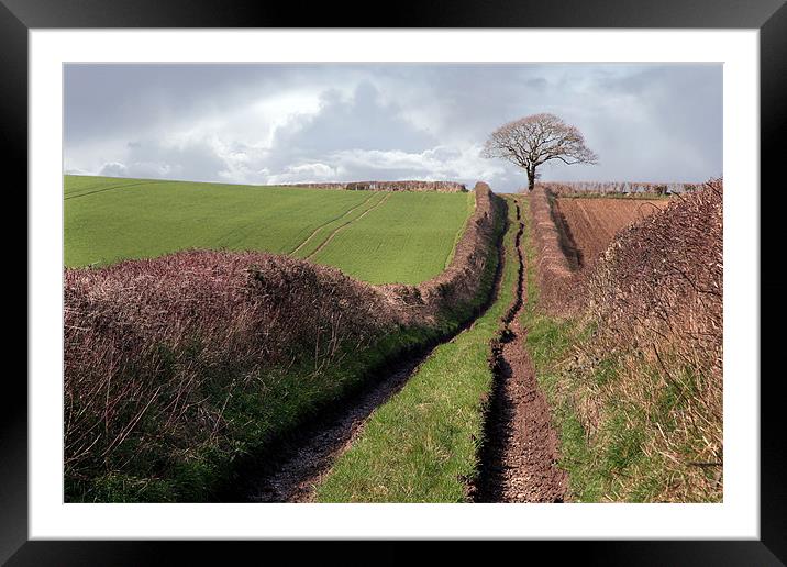 Country Lane Framed Mounted Print by Tony Bates