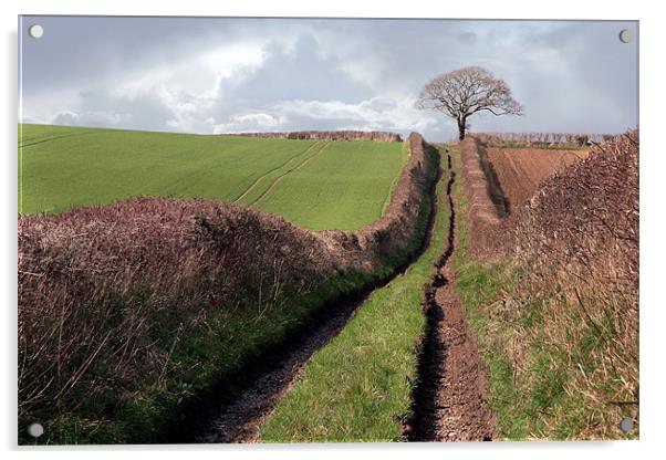 Country Lane Acrylic by Tony Bates
