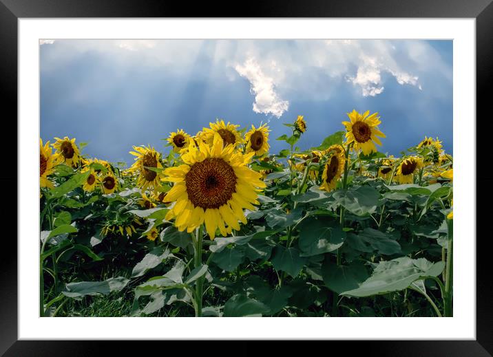 Sunflowers Framed Mounted Print by Sarah Ball