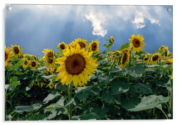 Sunflowers Acrylic by Sarah Ball