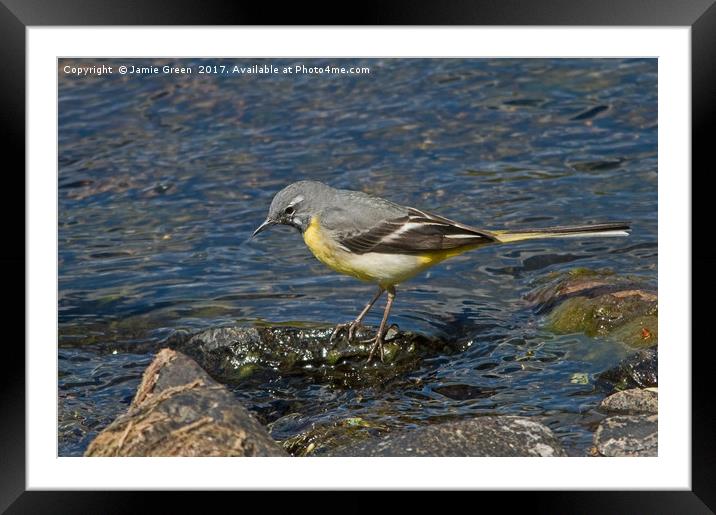 Grey Wagtail Framed Mounted Print by Jamie Green