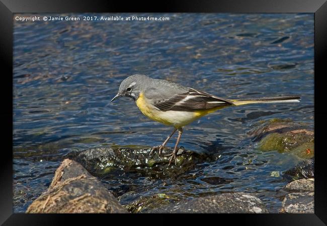 Grey Wagtail Framed Print by Jamie Green