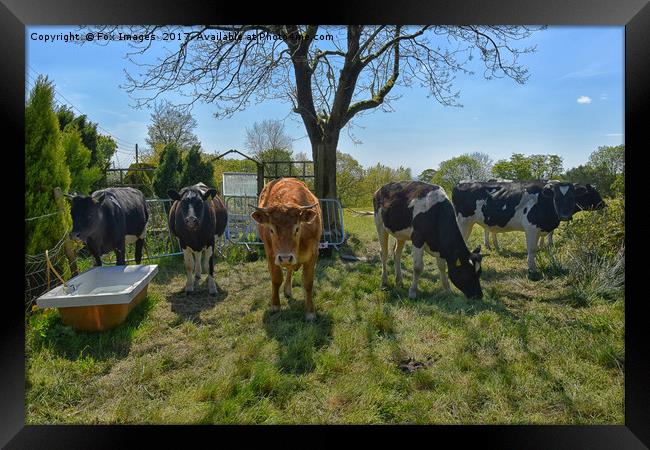 Enthralling Lancashire Countryside Livestock Framed Print by Derrick Fox Lomax