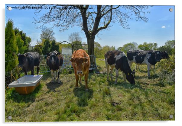 Enthralling Lancashire Countryside Livestock Acrylic by Derrick Fox Lomax