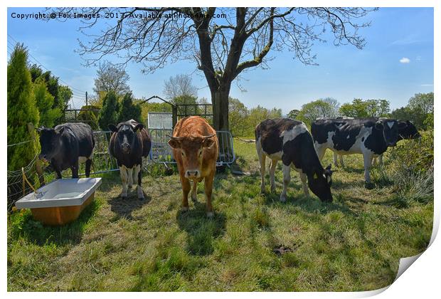 Enthralling Lancashire Countryside Livestock Print by Derrick Fox Lomax
