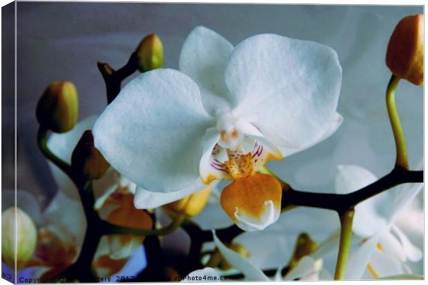 White Mini Orchid Canvas Print by Jane Metters