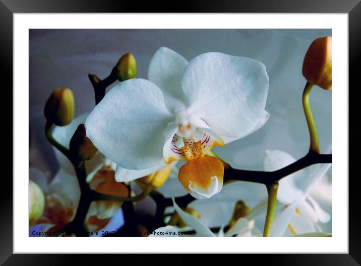 White Mini Orchid Framed Mounted Print by Jane Metters