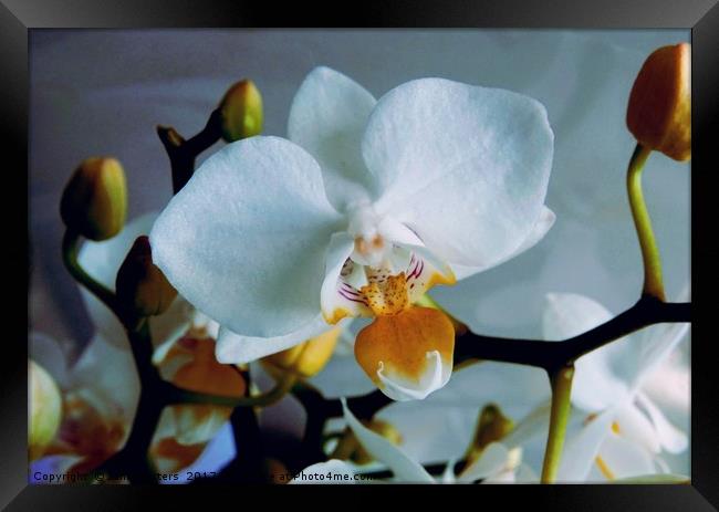 White Mini Orchid Framed Print by Jane Metters