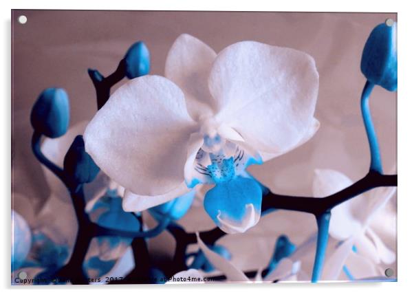 Mini Orchid Acrylic by Jane Metters