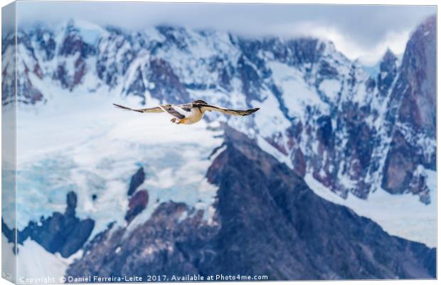 Austral Patagonian Bird Flying Canvas Print by Daniel Ferreira-Leite