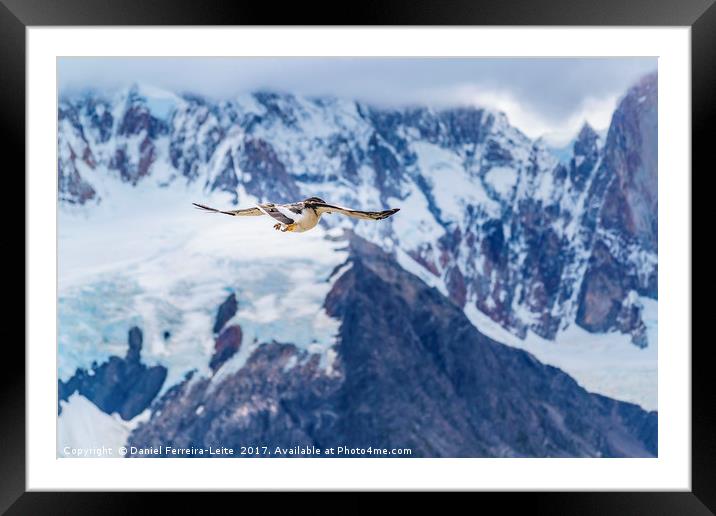 Austral Patagonian Bird Flying Framed Mounted Print by Daniel Ferreira-Leite