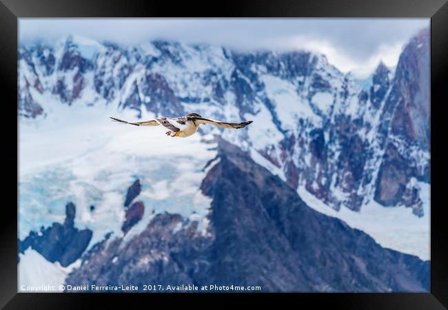 Austral Patagonian Bird Flying Framed Print by Daniel Ferreira-Leite