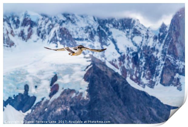 Austral Patagonian Bird Flying Print by Daniel Ferreira-Leite