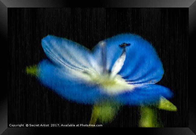 Petal blue Framed Print by Secret Artist
