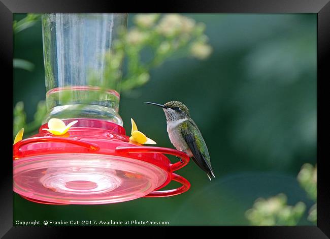 Perched Hummingbird Framed Print by Frankie Cat
