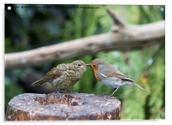 Robin Feeding Juvenile Acrylic by Martin Kemp Wildlife