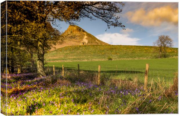 Roseberry Bluebells Canvas Print by keith sayer