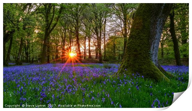 Bluebells at Blackbury Camp Print by Steve Liptrot