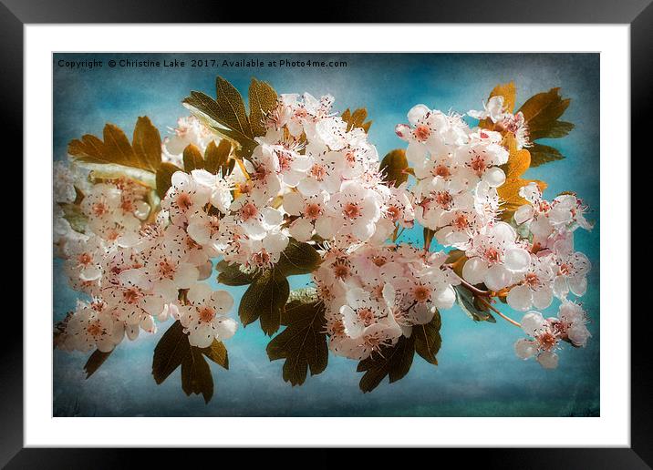 A Blush Of Colour Framed Mounted Print by Christine Lake