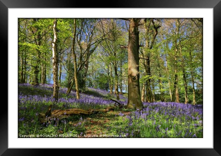 "The Magic of the Bluebell Woods" Framed Mounted Print by ROS RIDLEY