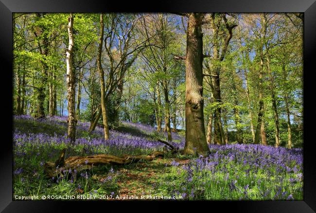 "The Magic of the Bluebell Woods" Framed Print by ROS RIDLEY