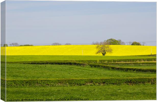 A Field of Rapeseed in Springtime Canvas Print by Michael Harper