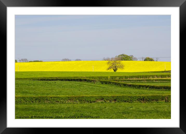 A Field of Rapeseed in Springtime Framed Mounted Print by Michael Harper