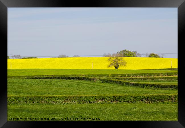 A Field of Rapeseed in Springtime Framed Print by Michael Harper