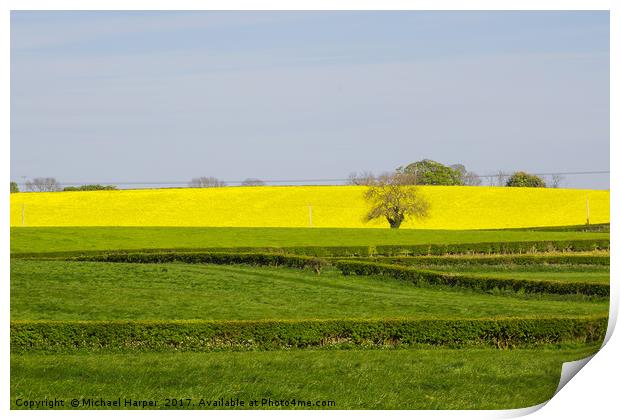 A Field of Rapeseed in Springtime Print by Michael Harper