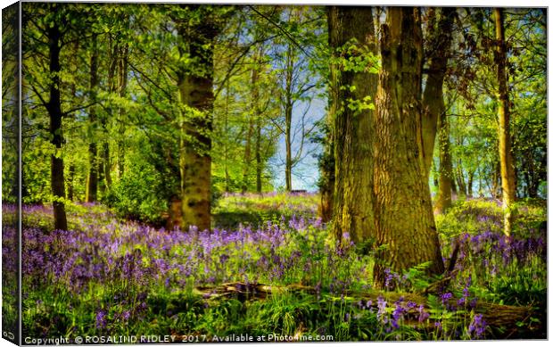 "Deep in the Bluebell Wood" Canvas Print by ROS RIDLEY