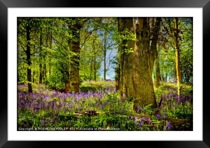 "Deep in the Bluebell Wood" Framed Mounted Print by ROS RIDLEY