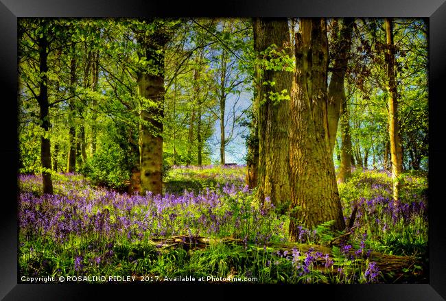 "Deep in the Bluebell Wood" Framed Print by ROS RIDLEY