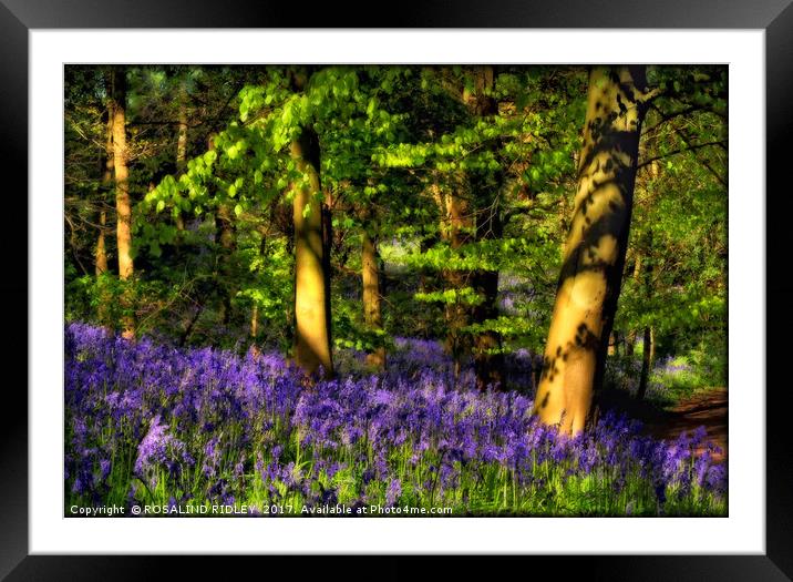 "Evening reflections in the bluebell wood" Framed Mounted Print by ROS RIDLEY
