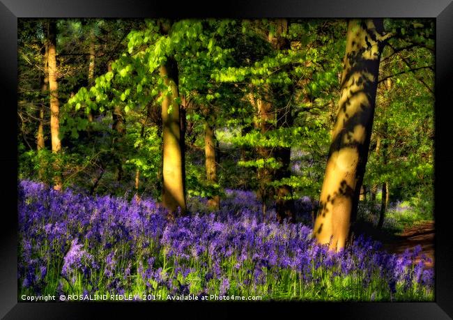 "Evening reflections in the bluebell wood" Framed Print by ROS RIDLEY
