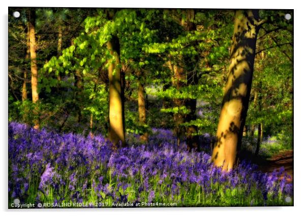 "Evening reflections in the bluebell wood" Acrylic by ROS RIDLEY