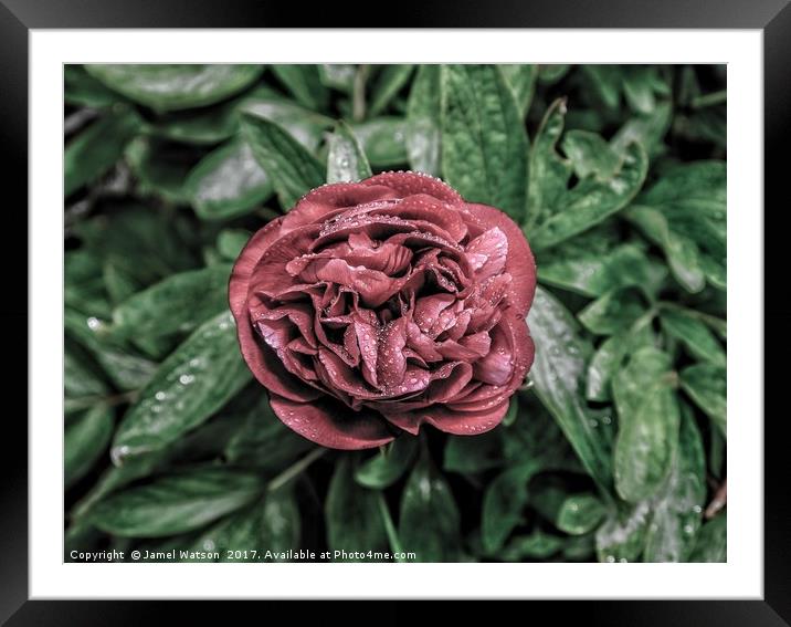 Red Peony Framed Mounted Print by Jamel Watson
