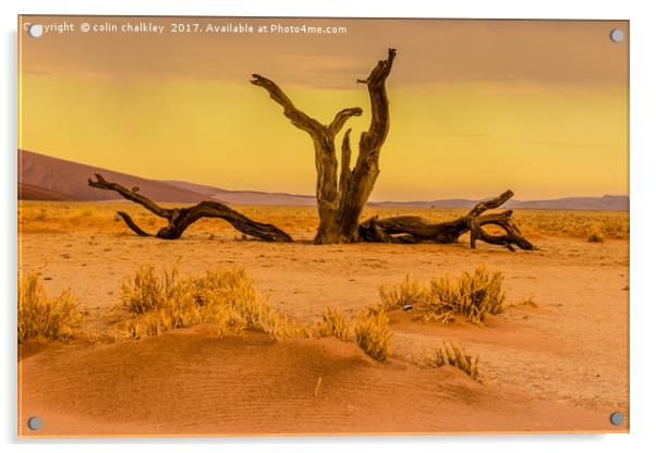 Sossusvlie at Dawn, Namibia Acrylic by colin chalkley
