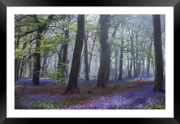 Spring Bluebell Woodlands Framed Mounted Print by Ceri Jones