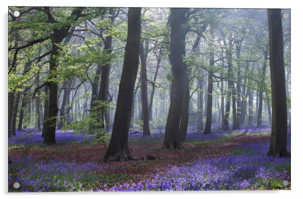 Spring Bluebell Woodlands Acrylic by Ceri Jones