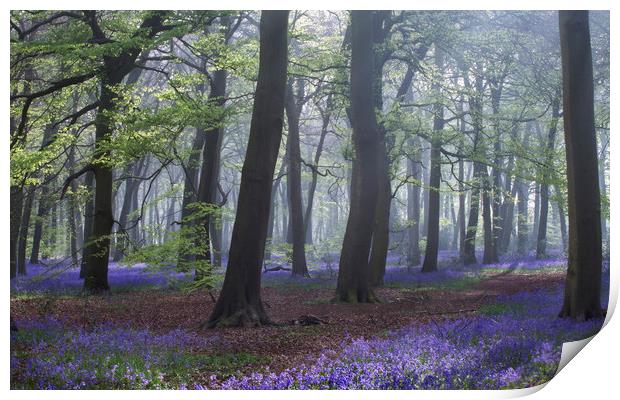 Spring Bluebell Woodlands Print by Ceri Jones